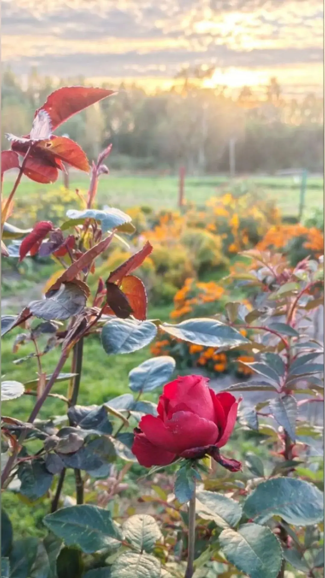 Доброе утро, Зеленодольск 🌹🌺