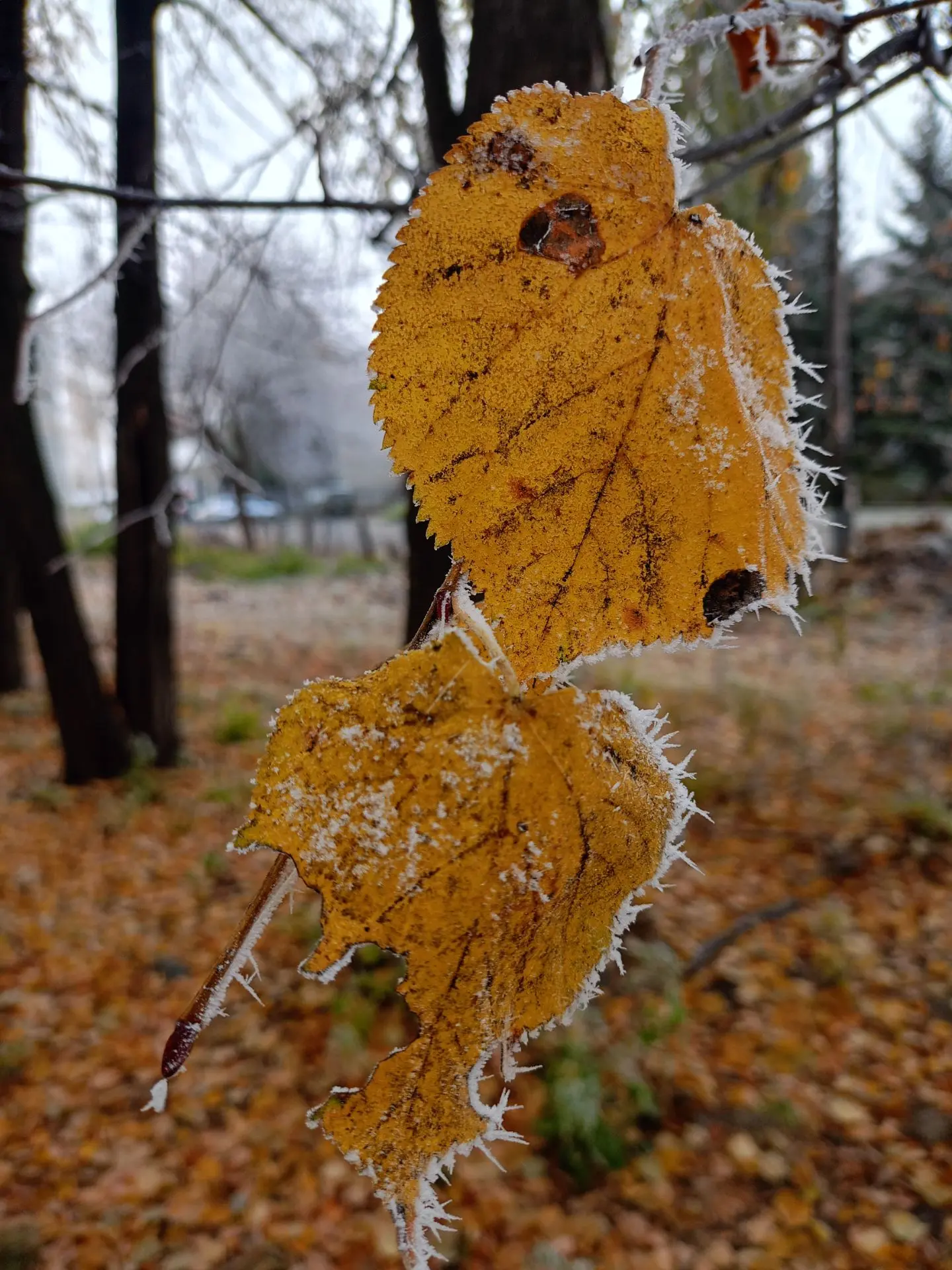 А эту морозную красоту подсмотрел сегодня наш подписчик ❄