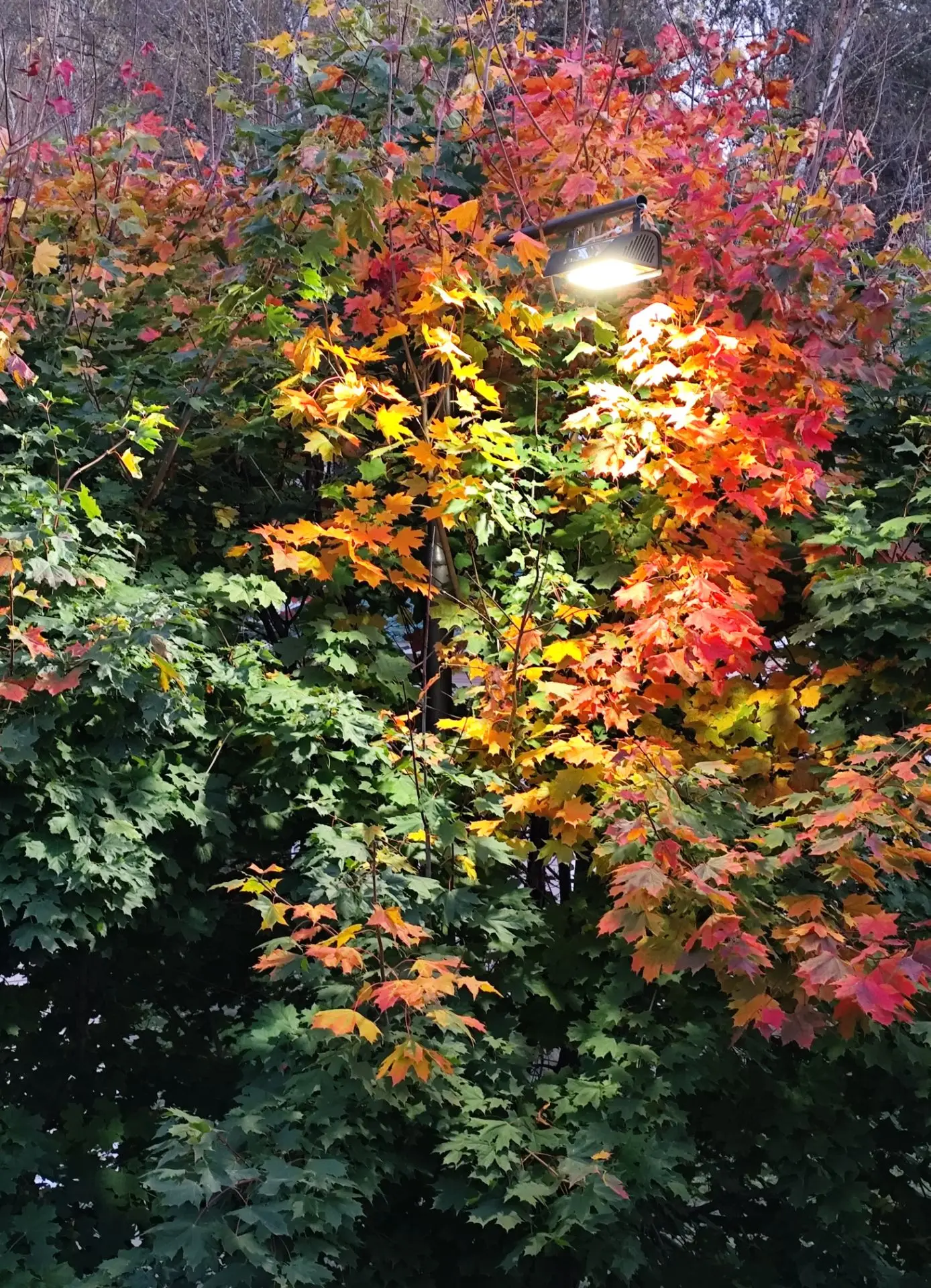 С добрым утром, Белокуриха! 🍂