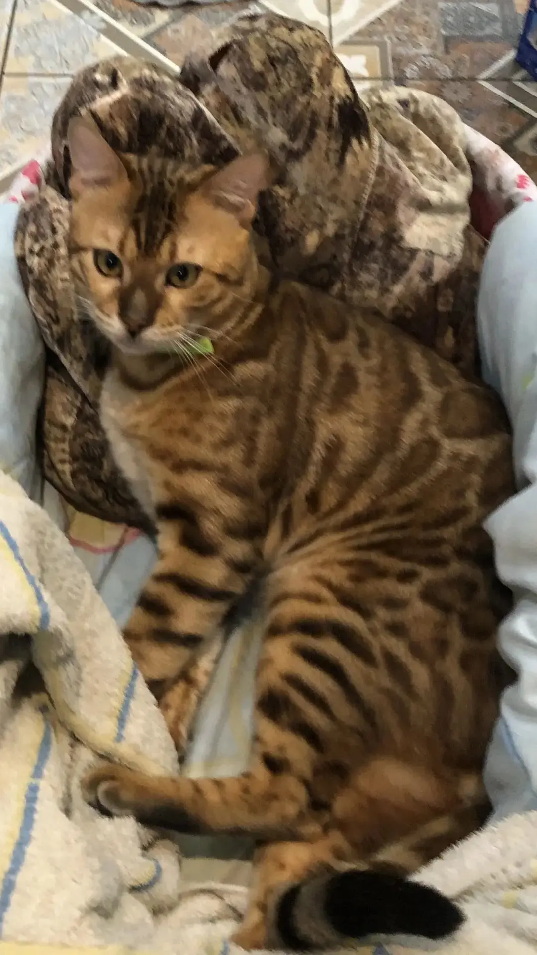 🐾Пропал кот, пожалуйста, помогите найти нашего дружочка!