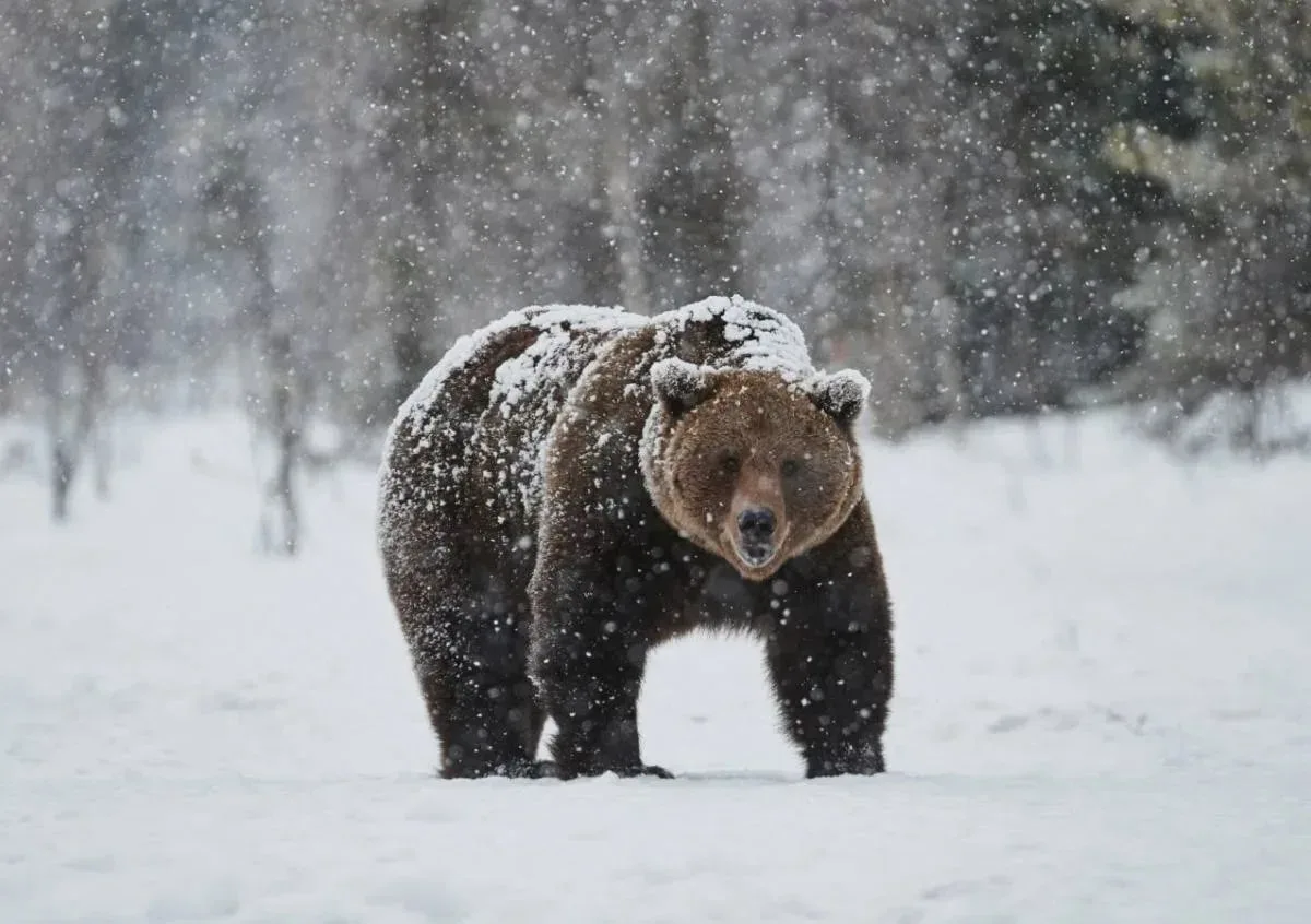 🐻 Медведи могут не впасть в спячку