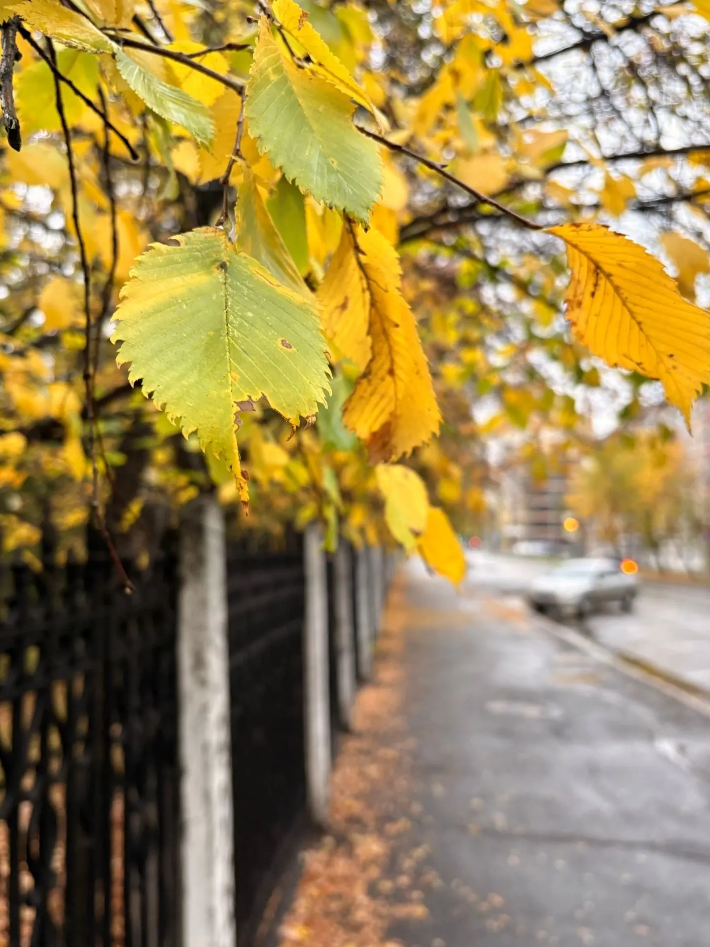 🍁9 октября погода в Тюмени