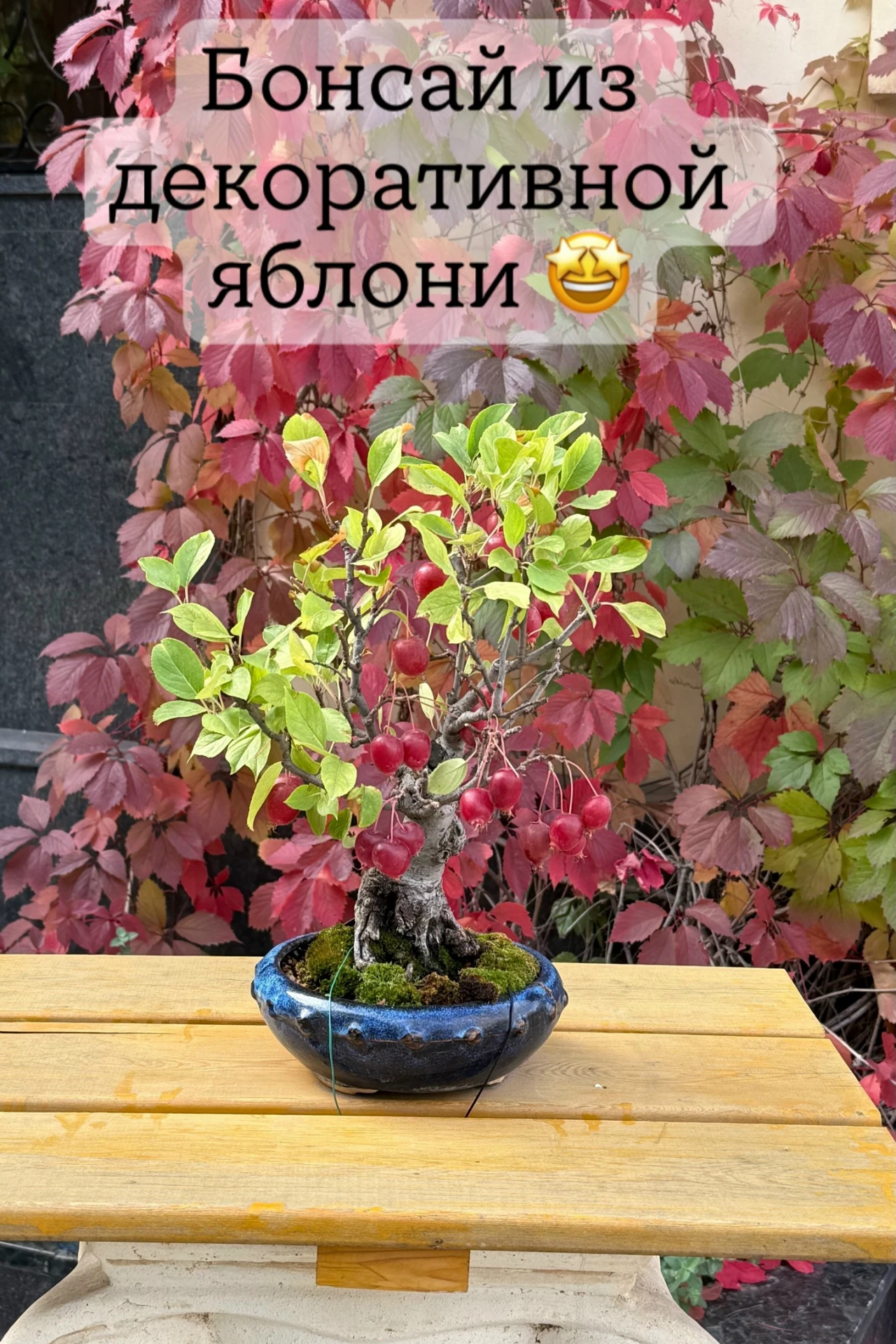 🌸 Бонсай из декоративной яблони?! Вы когда-нибудь видели такое чудо? 😍