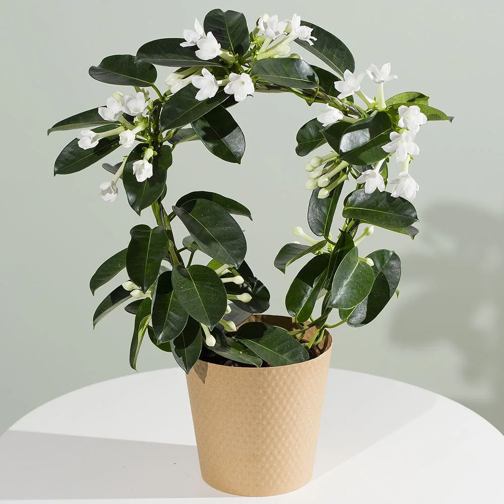🌸 Стефанотис (Stephanotis floribunda) по праву считается одной из самых эффектных комн...