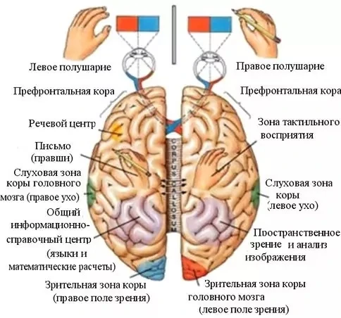 Переучивание левшей на правую руку: нейропсихологический и педагогический анализ.