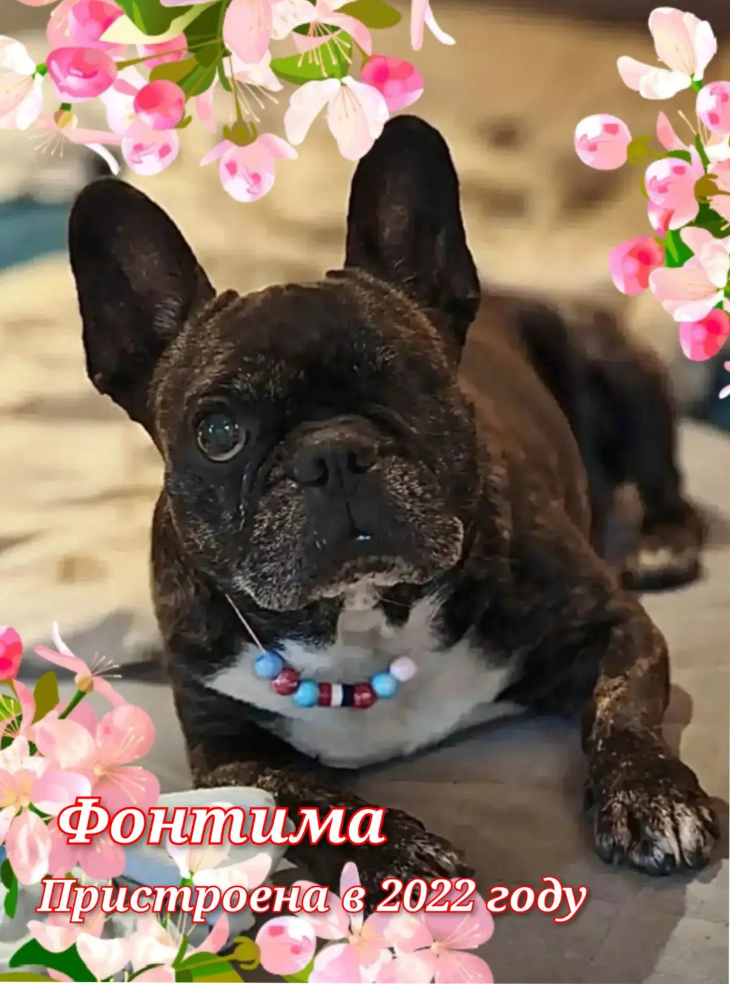 Светлой памяти Фроси (#Фонтима@sosbulldog  из Красноярска)