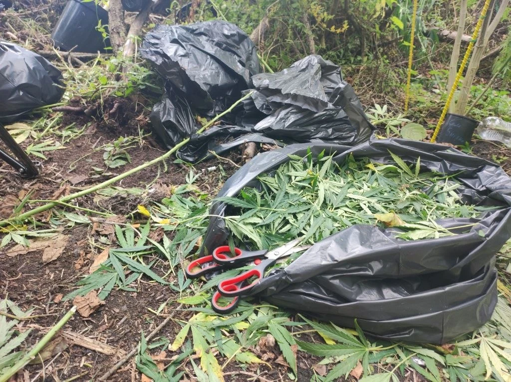 🚔 Под Липецком мужчина устроил плантацию конопли прямо в лесу
