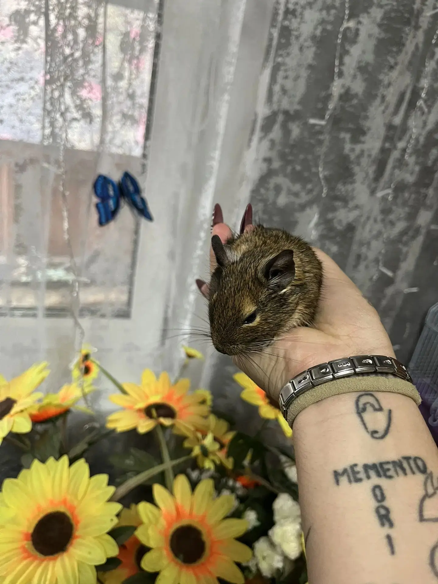 🐿️ В Новодугино пристраивают годовалого дегу!