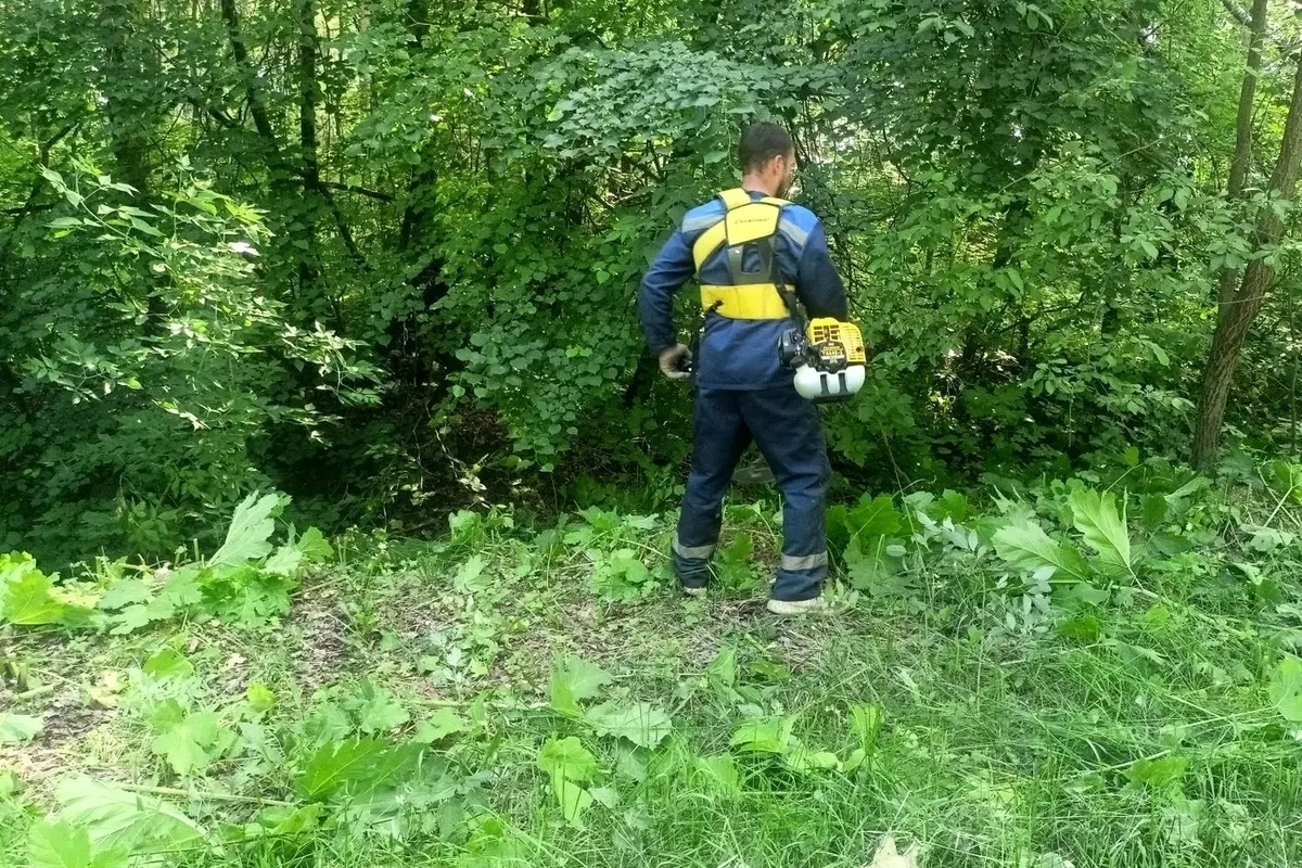 В Серпухове ведут борьбу с борщевиком Сосновского