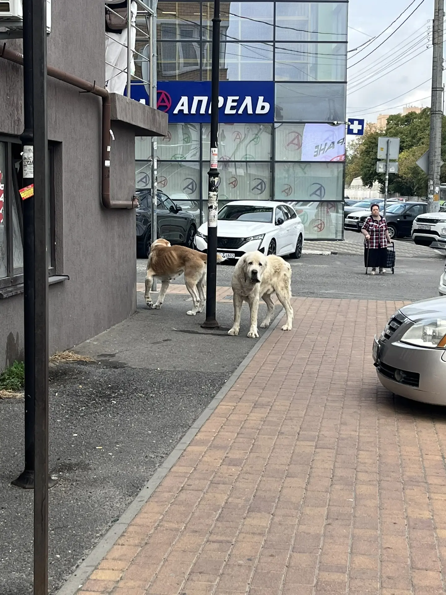Чьи алабаи?