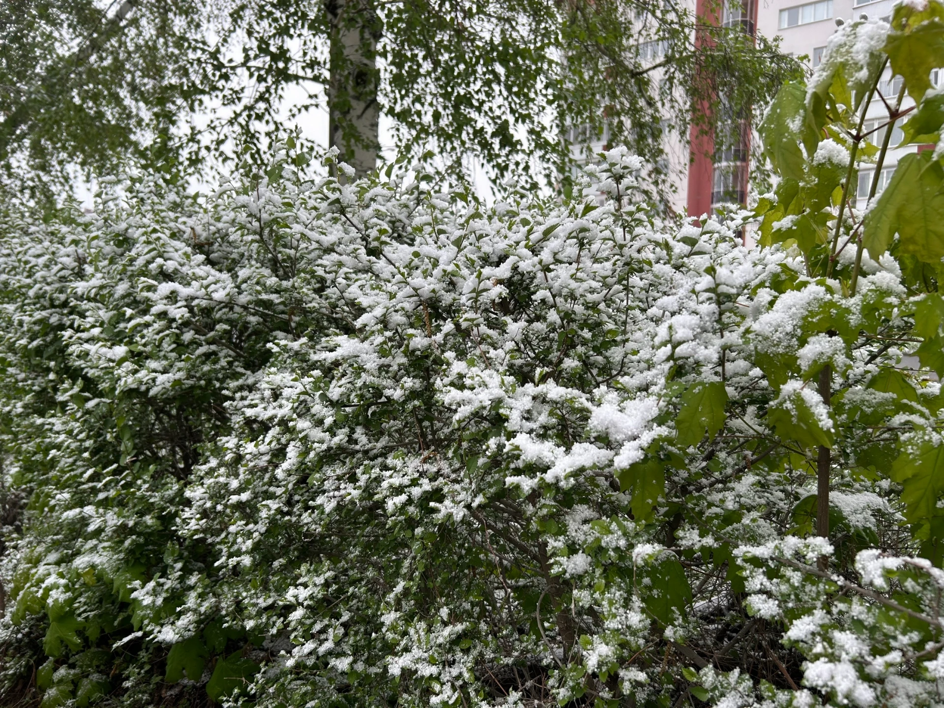 🥶 В Самарскую область придёт похолодание с заморозками
