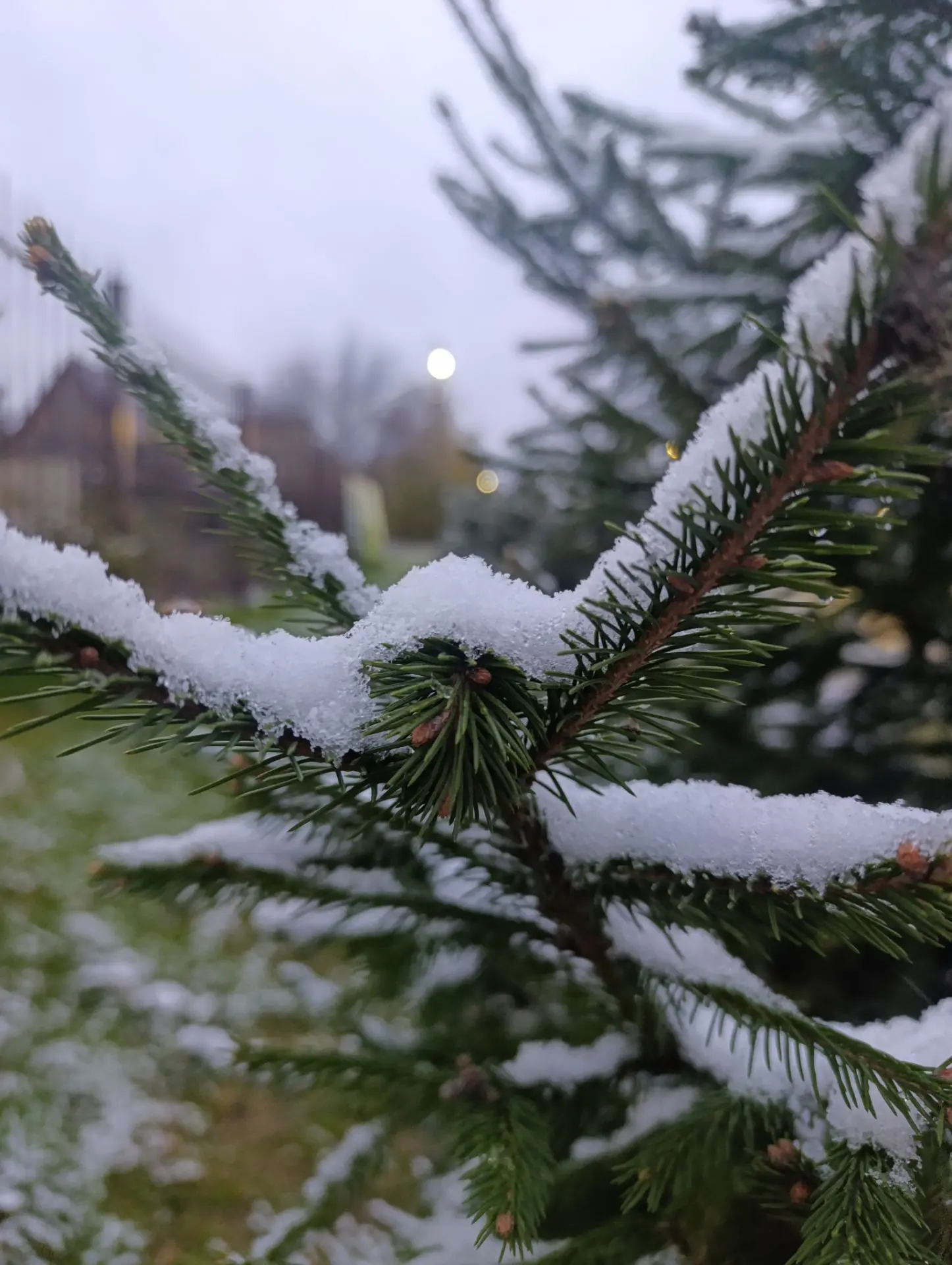 🌲