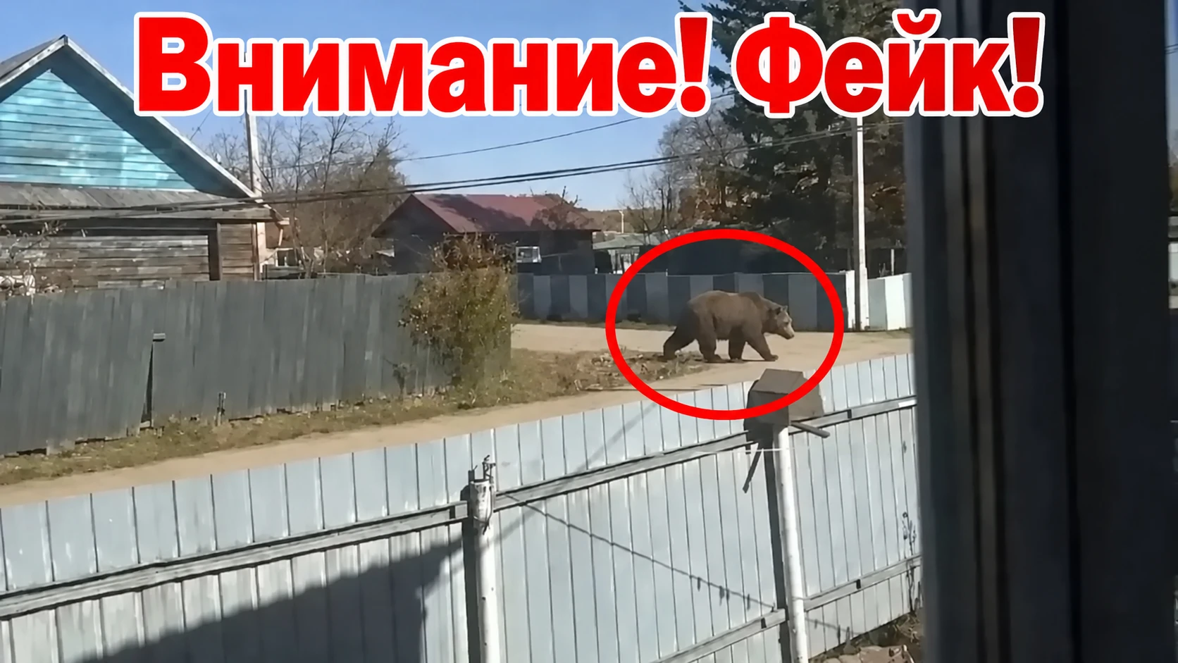 Жительница Приамурья получила штраф в 15 тыс. за ИИ-фото медведя, разошедшееся по соцсетям