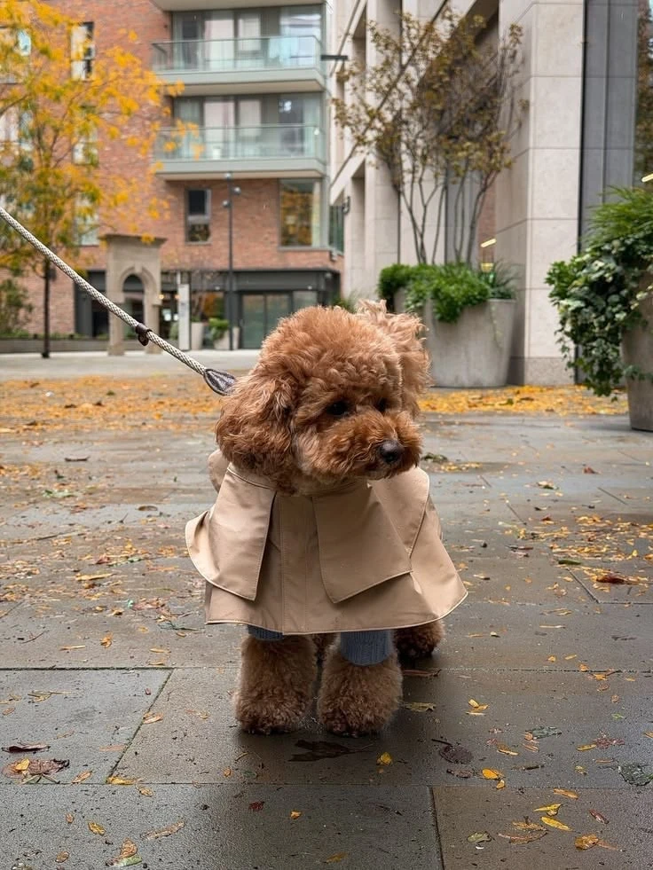 Красивая осень 🍂🐶