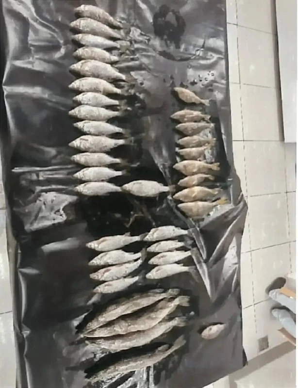 🎣 В Иланском районе в суд направили дело о незаконном вылове 36 рыб