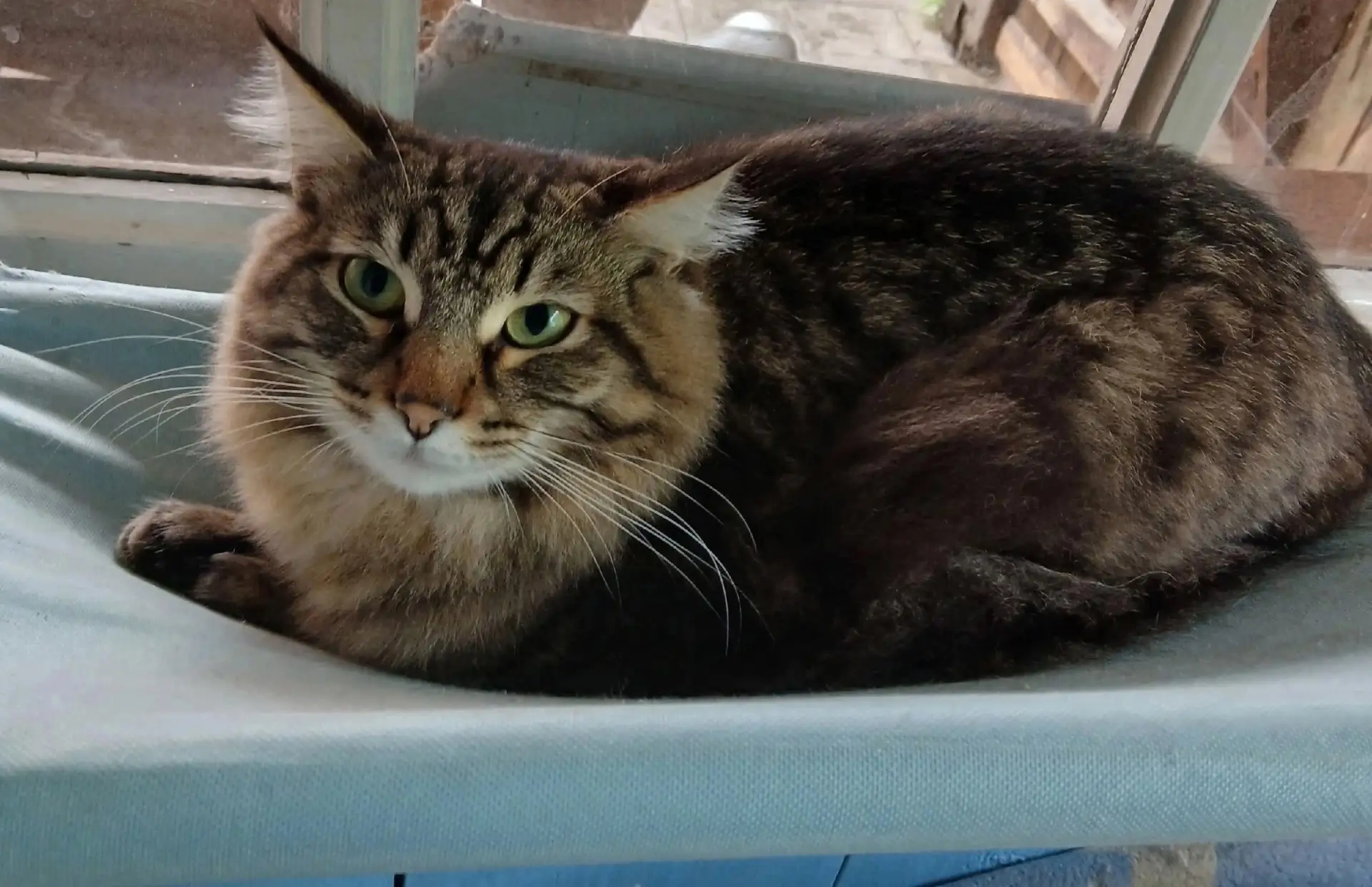 Ищем дом котик подросток Балу .