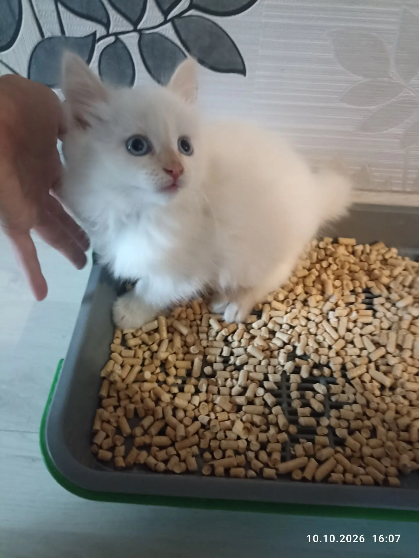 А у нас пополнение, это Ника. И у нее небесные глаза 🔥🔥🔥