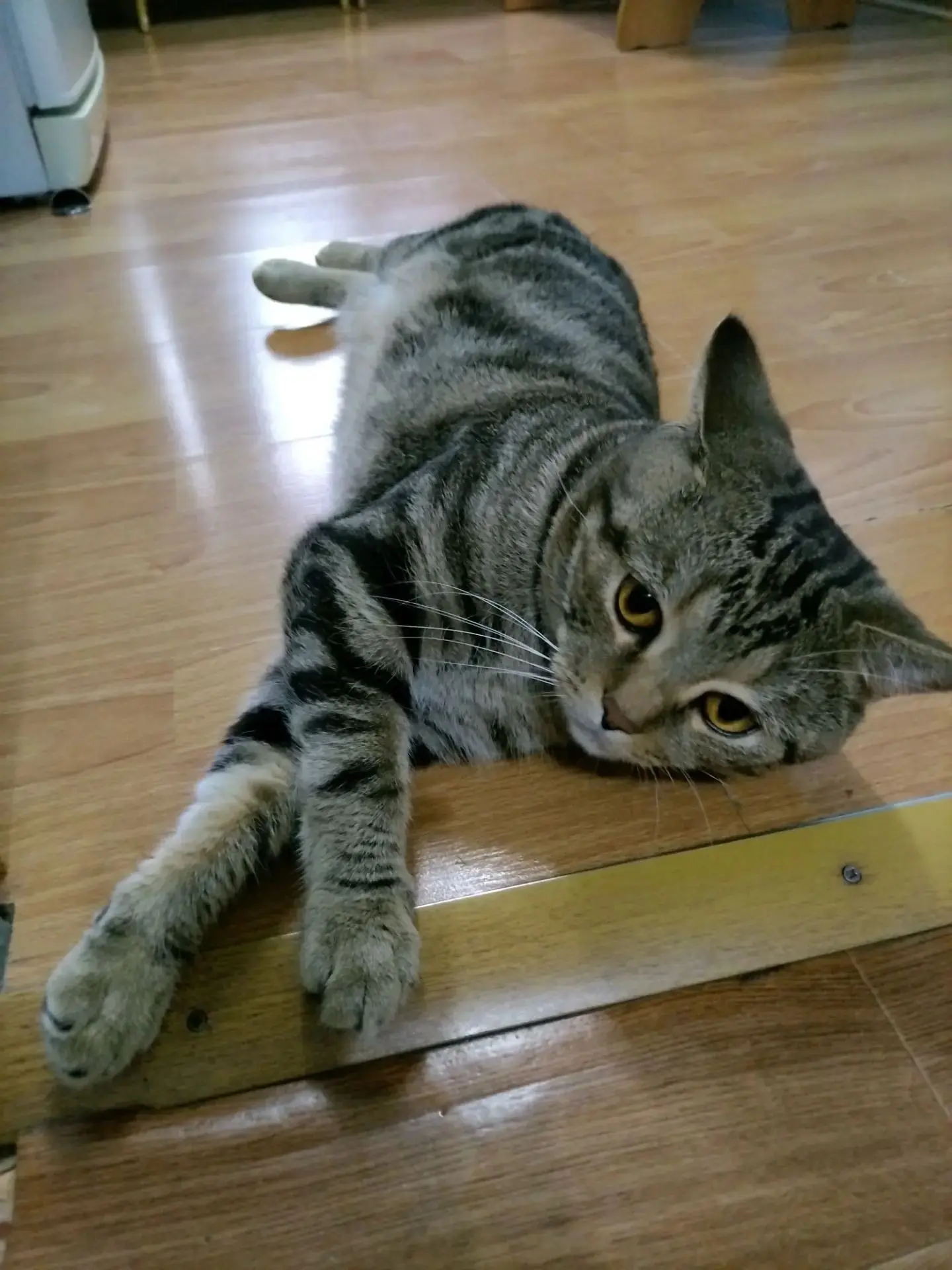 🐈 Кошки делают человека счастливее