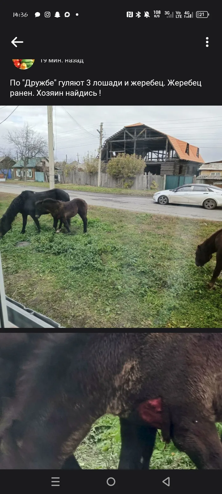 На дружбе ходят кони один конь ранен.