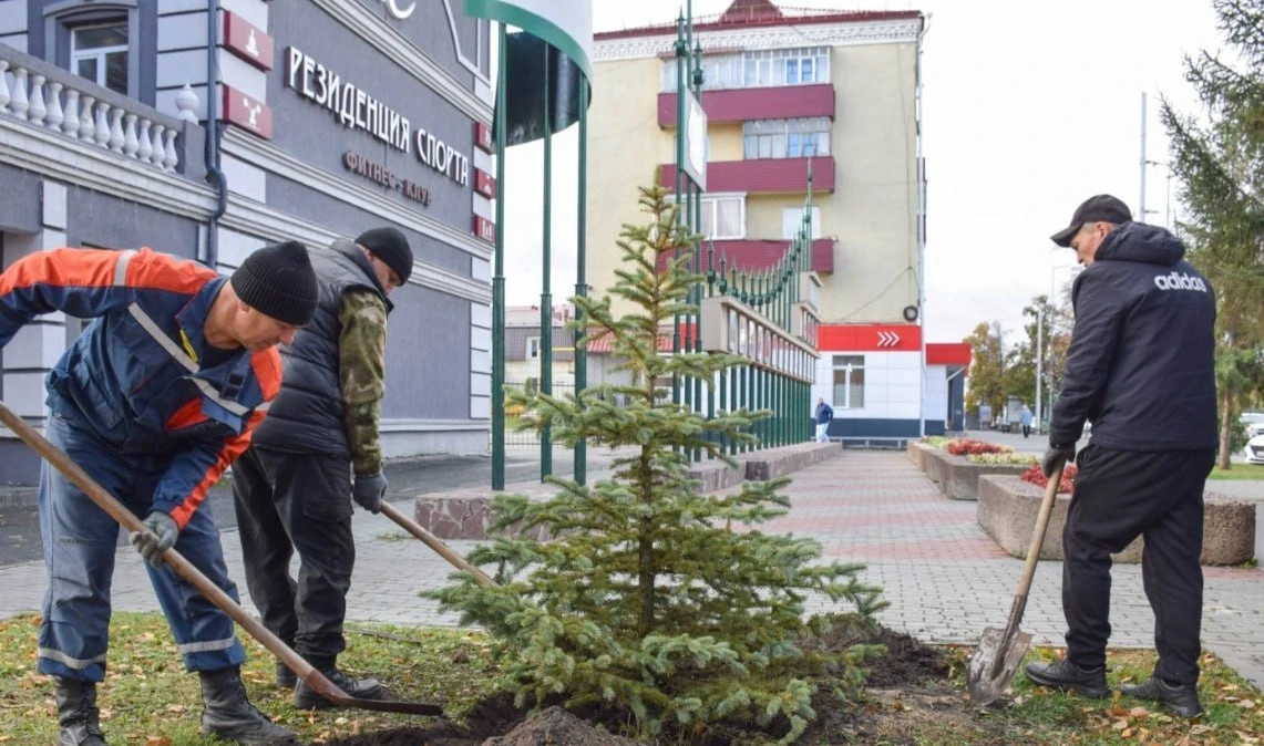 Голубые ели и кизильник высадили в центре Кургана.