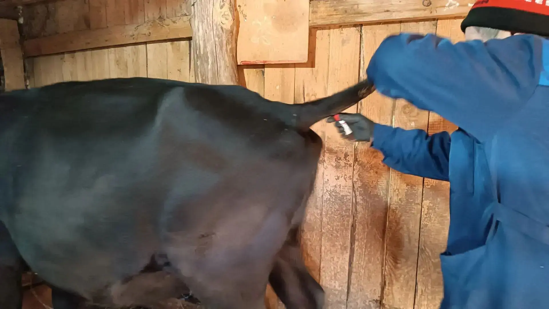 🐂 Здоровый скот — крепкое хозяйство! Новости из Дон Урай