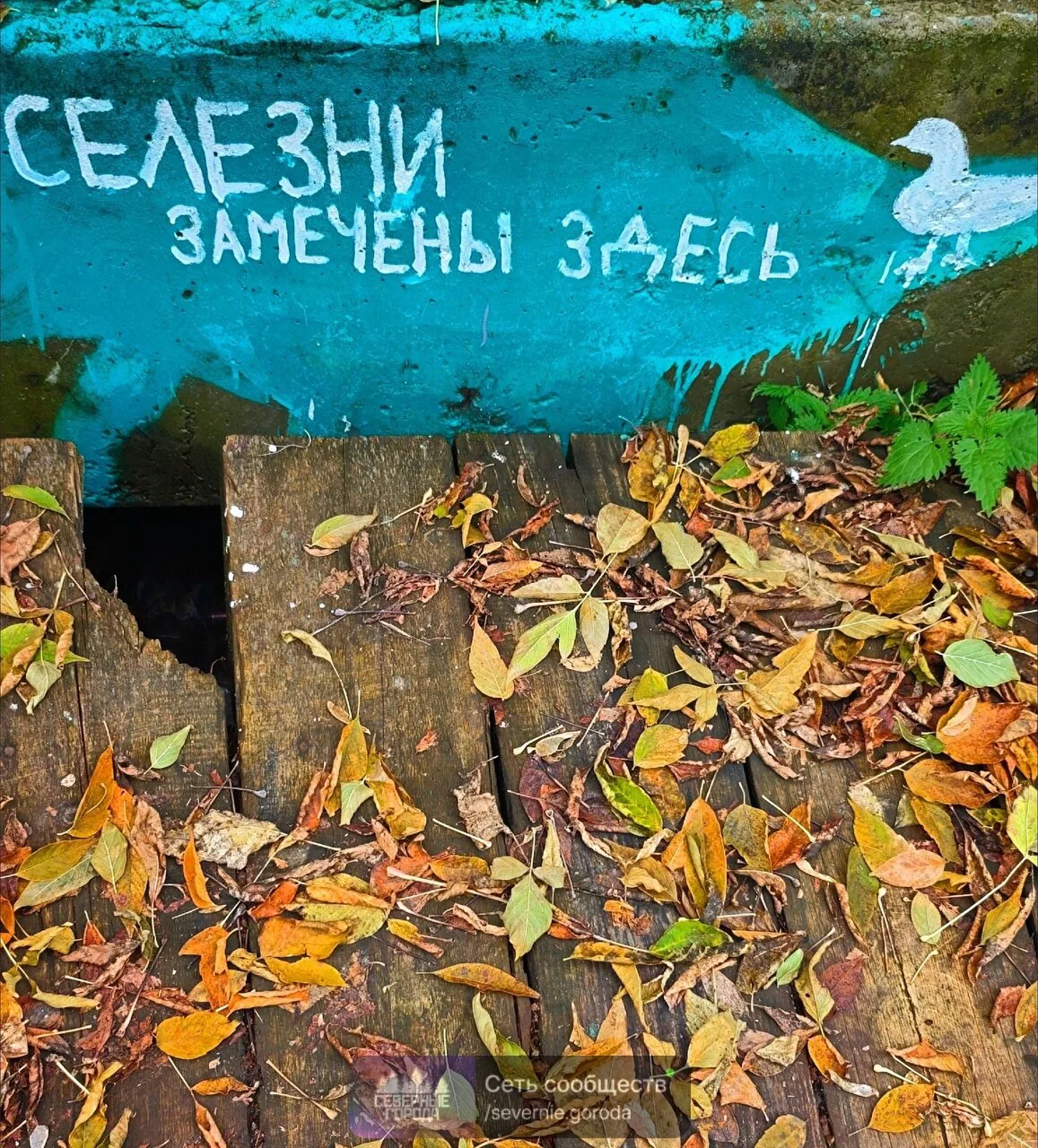 На севере области - медведи, а в Каменске - селезни.