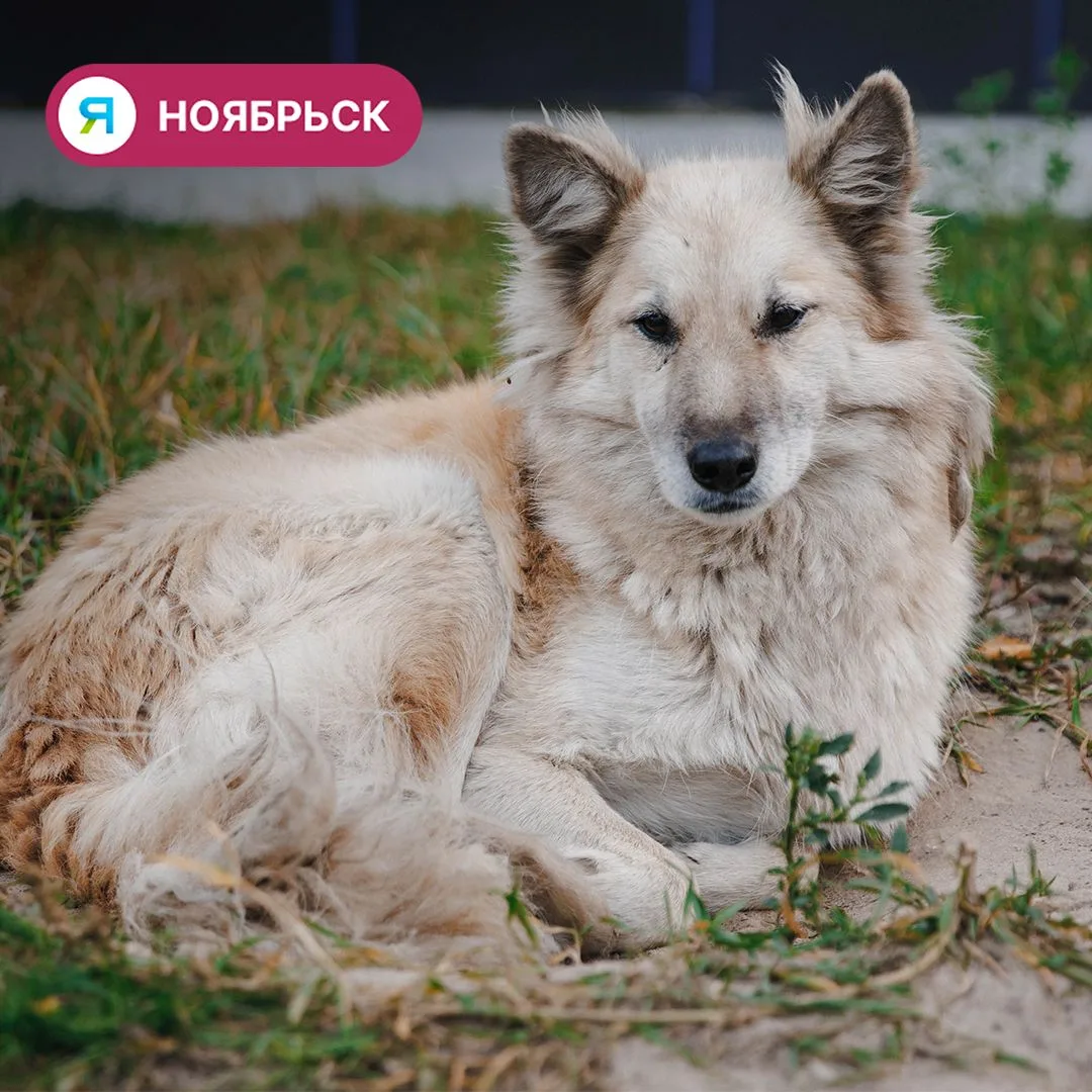 🐶  На Ямале обсудили реформу обращения с бездомными животными