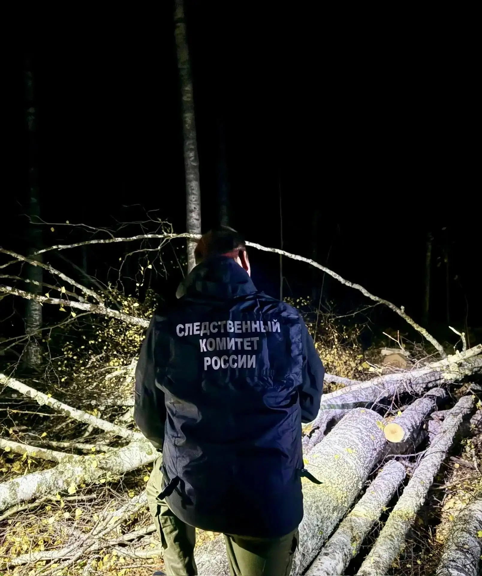 ‼😱Насмерть придавило деревом, мужчина погиб на месте
