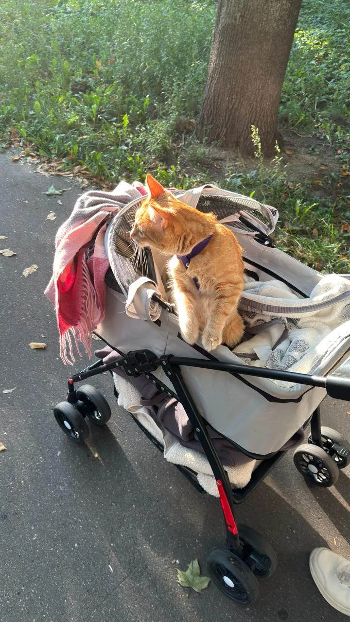 🐾 Ну всё, я готова к подвигам.