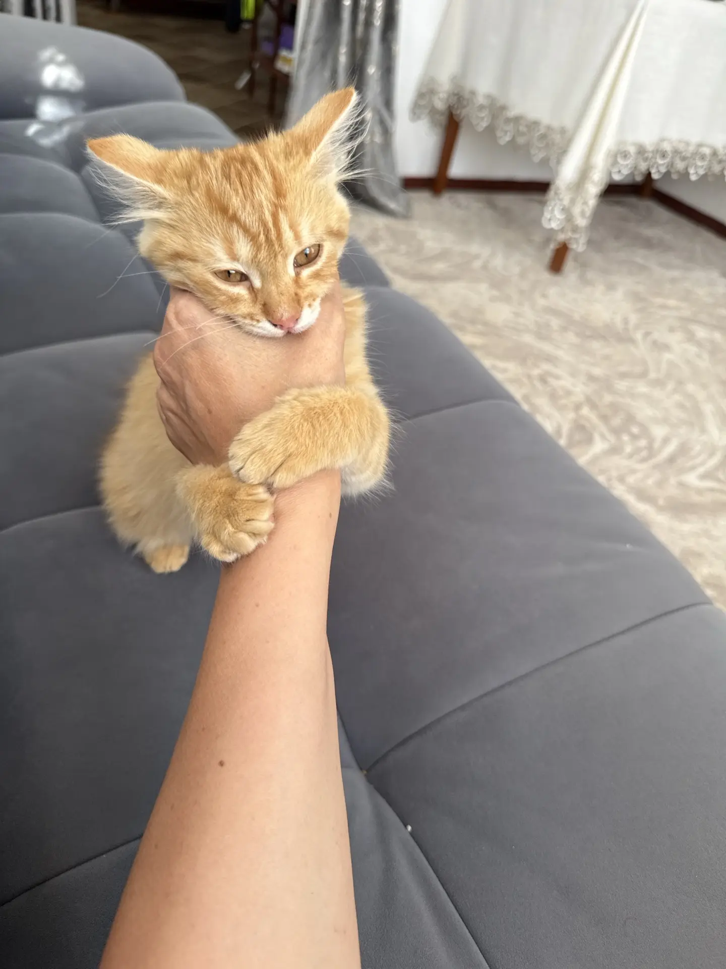Мама вчера сказала, не приеду больше, у тебя куча кошек и они глистастые и блохастые!