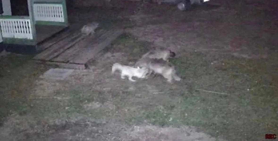 На смену медведям выходят волки
