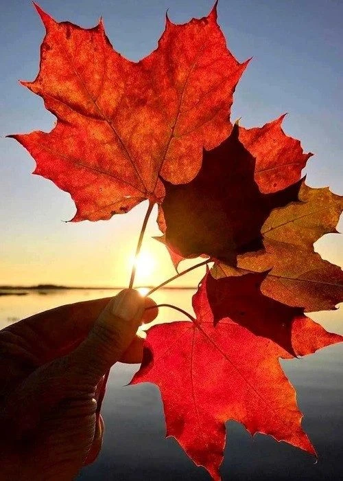 🍂🌅🍁
