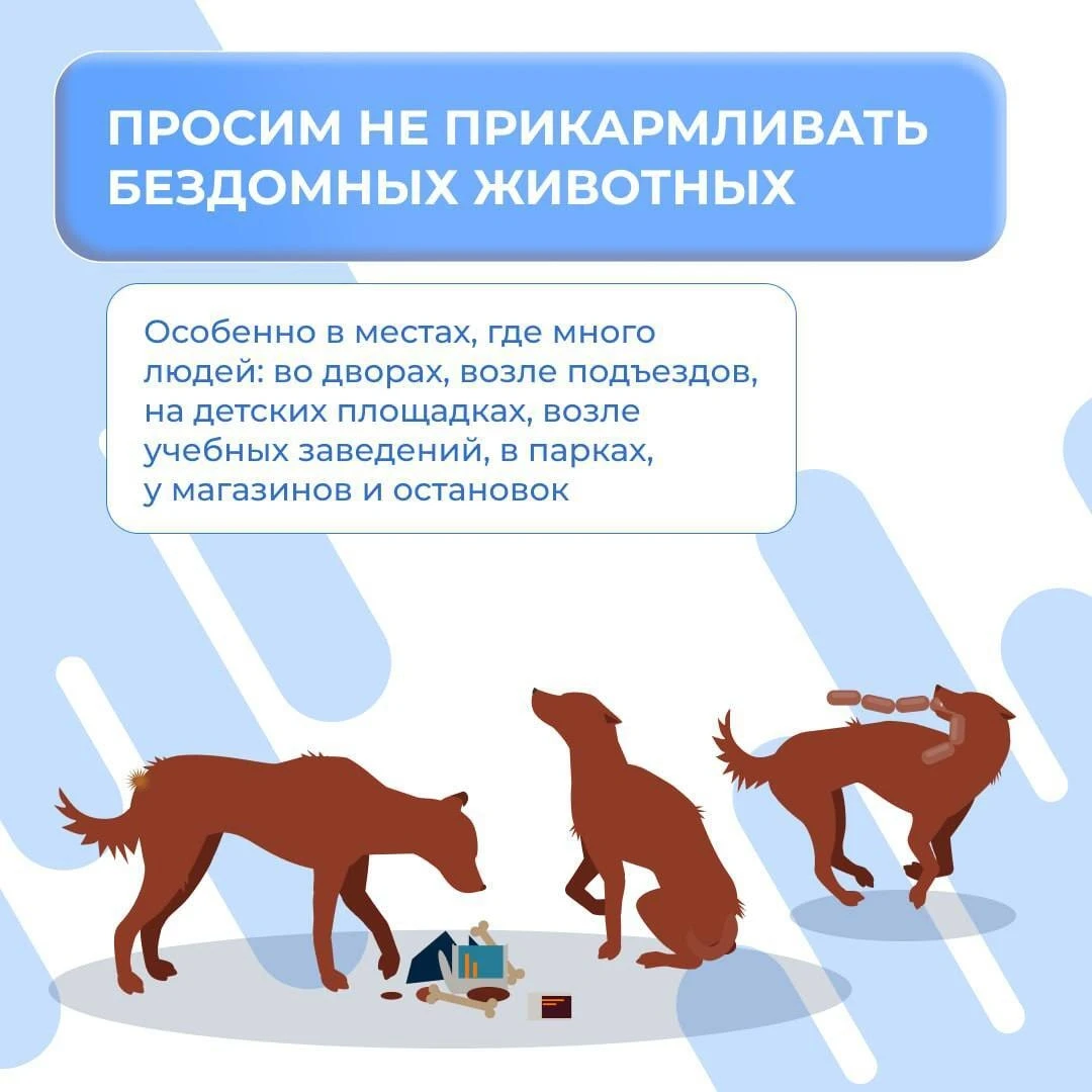 ‼️О недопустимости создания кормовой базы для бездомных животных в общественных местах ...