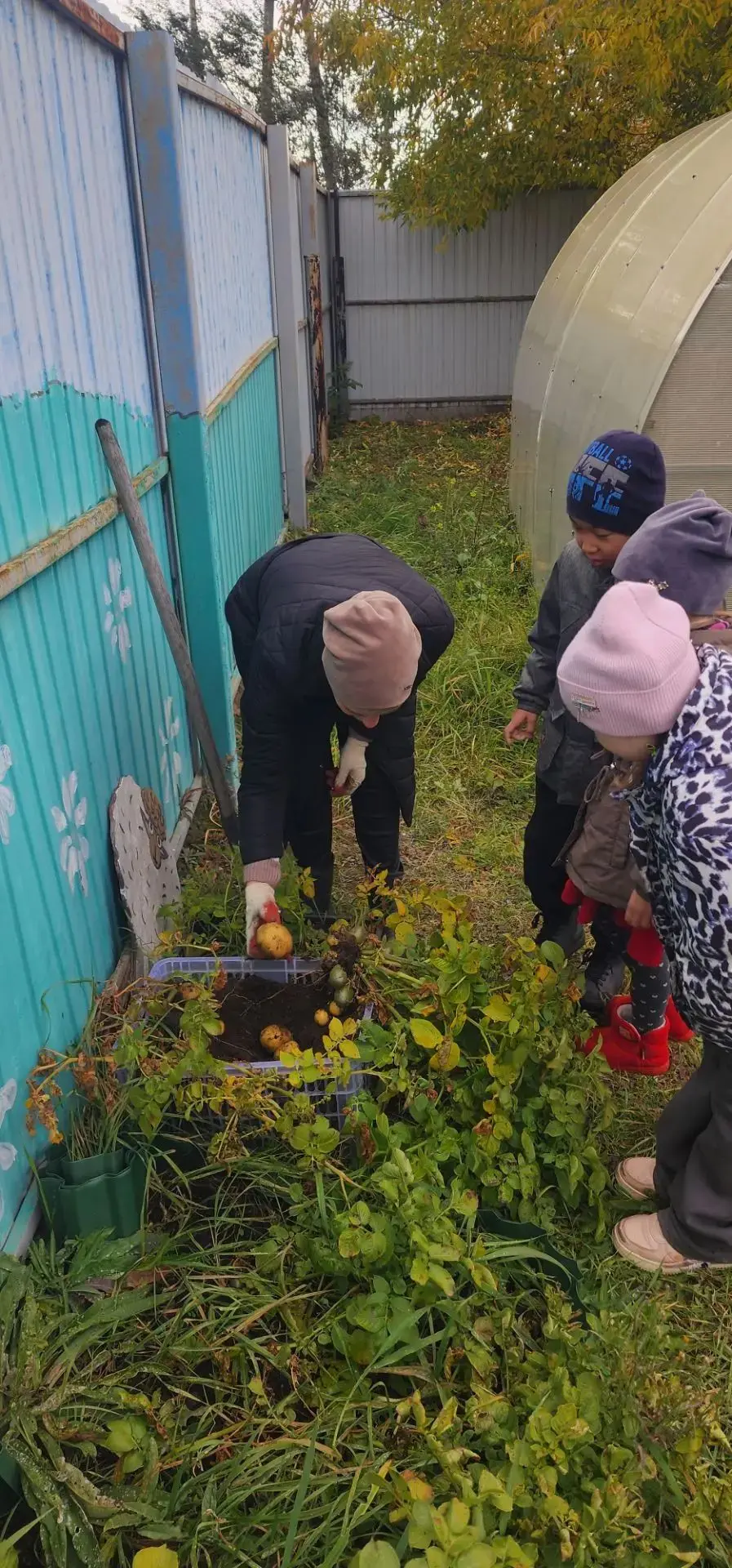 В рамках долгосрочного проекта урожай картофеля собрали, ура 🥔🥔🥔!