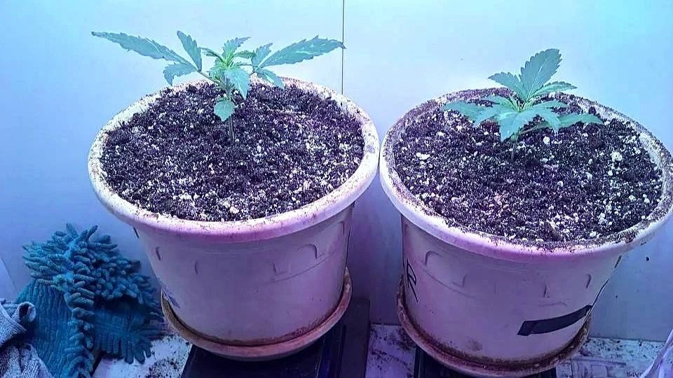 🌿В Мордовии будут судить домашнего наркоагронома