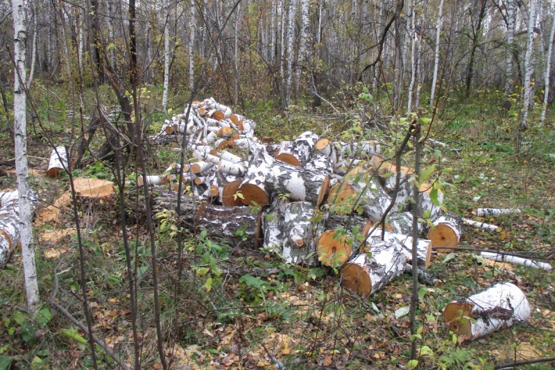 🌳 В Шатровском округе задержан мужчина за незаконную рубку леса