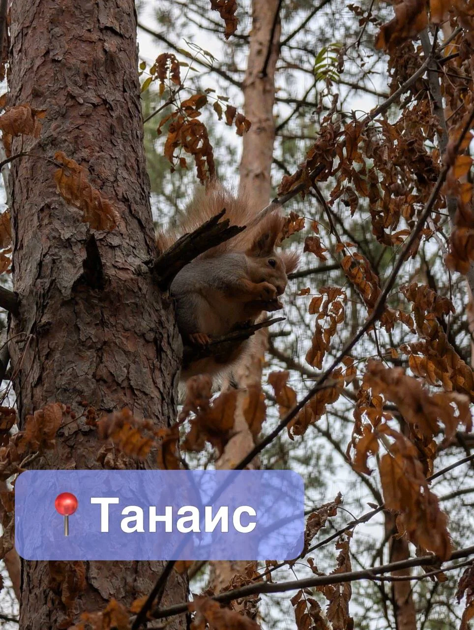 🐿️ Воронежцы, ловите топ-5 мест, где можно познакомиться с белочками