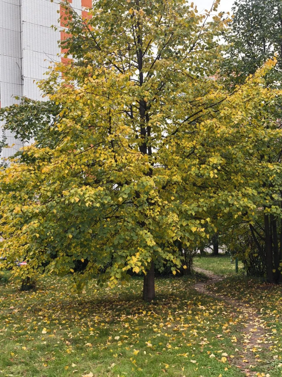 🍁 Яркие краски осень в Некрасовке