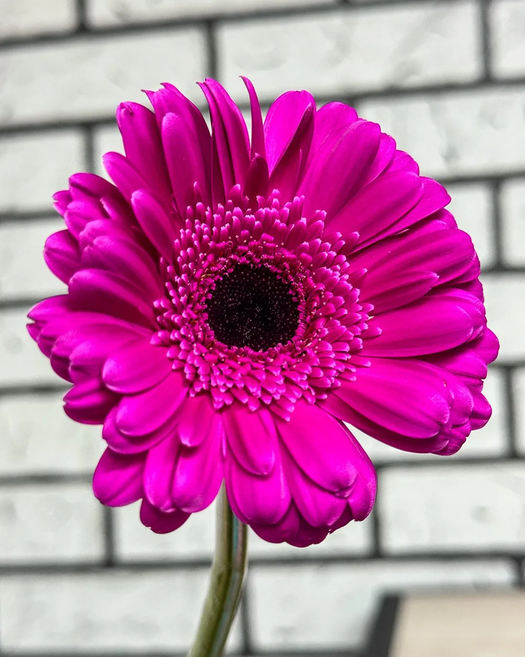 Три характера вошли в наш салон… 🌸