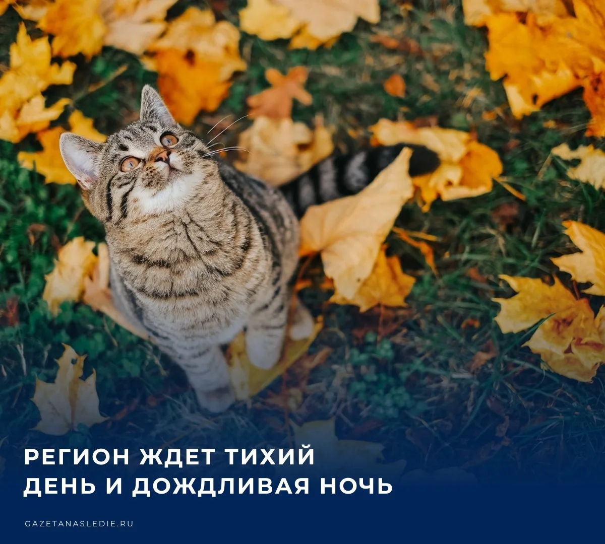 Влажность днем снизится с утренних 96% до более приемлемых 70%. Строить планы можно сме...