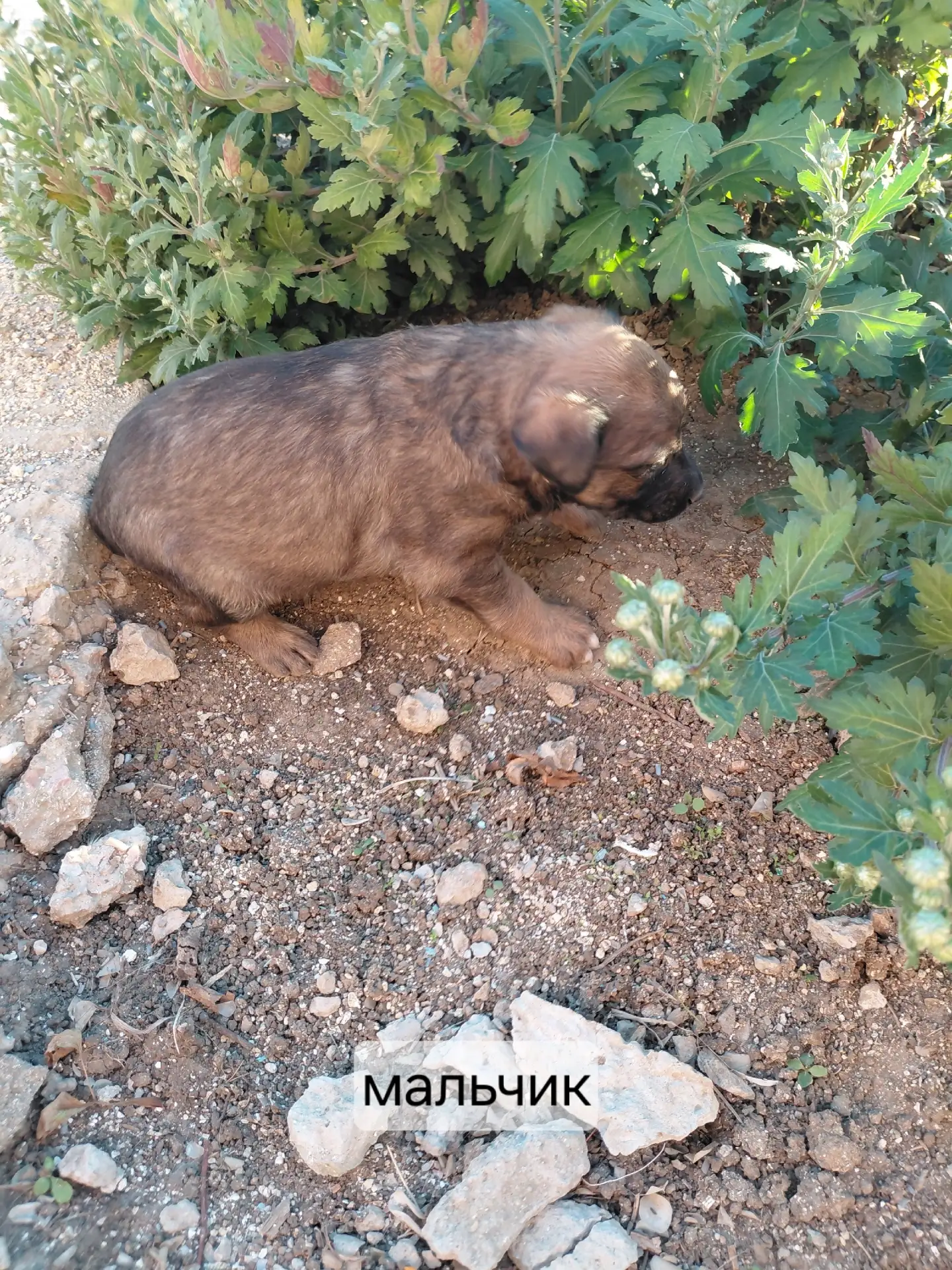 Отдаём щенят в добрые руки. С. Калиновка,  тел. +79787011785