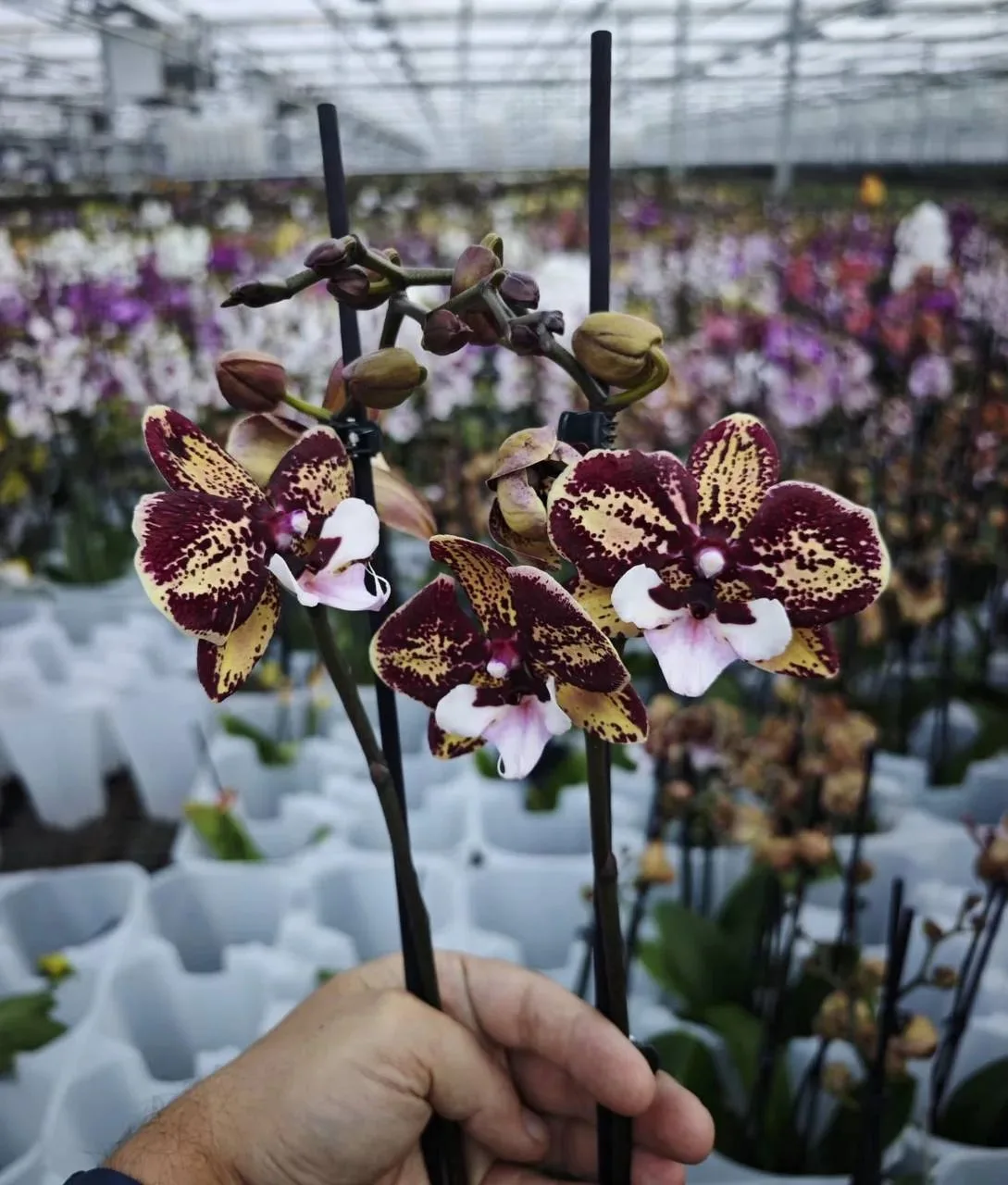🌸 Предзаказ Голландия 🌸