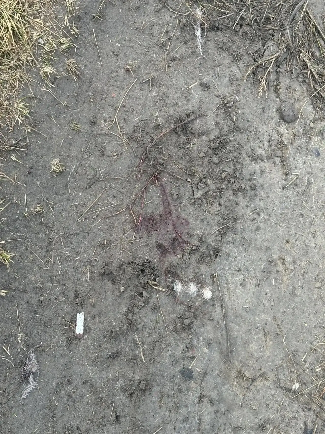 Медведь вышел к селу Санниково в Алтайском крае 🐻