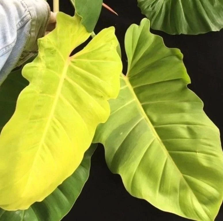 #Филодендрон Ло Споттед (Philodendron Lo Spotted) 🍃