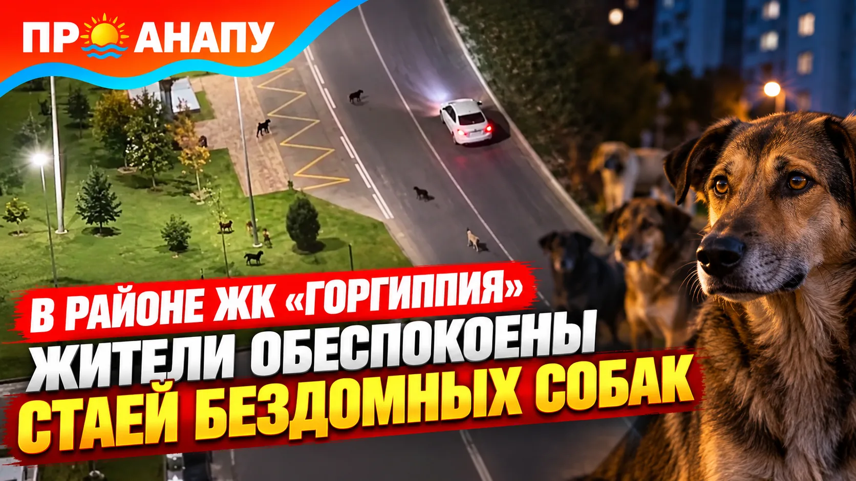 В районе ЖК «Горгиппия» жители обеспокоены стаей бездомных собак