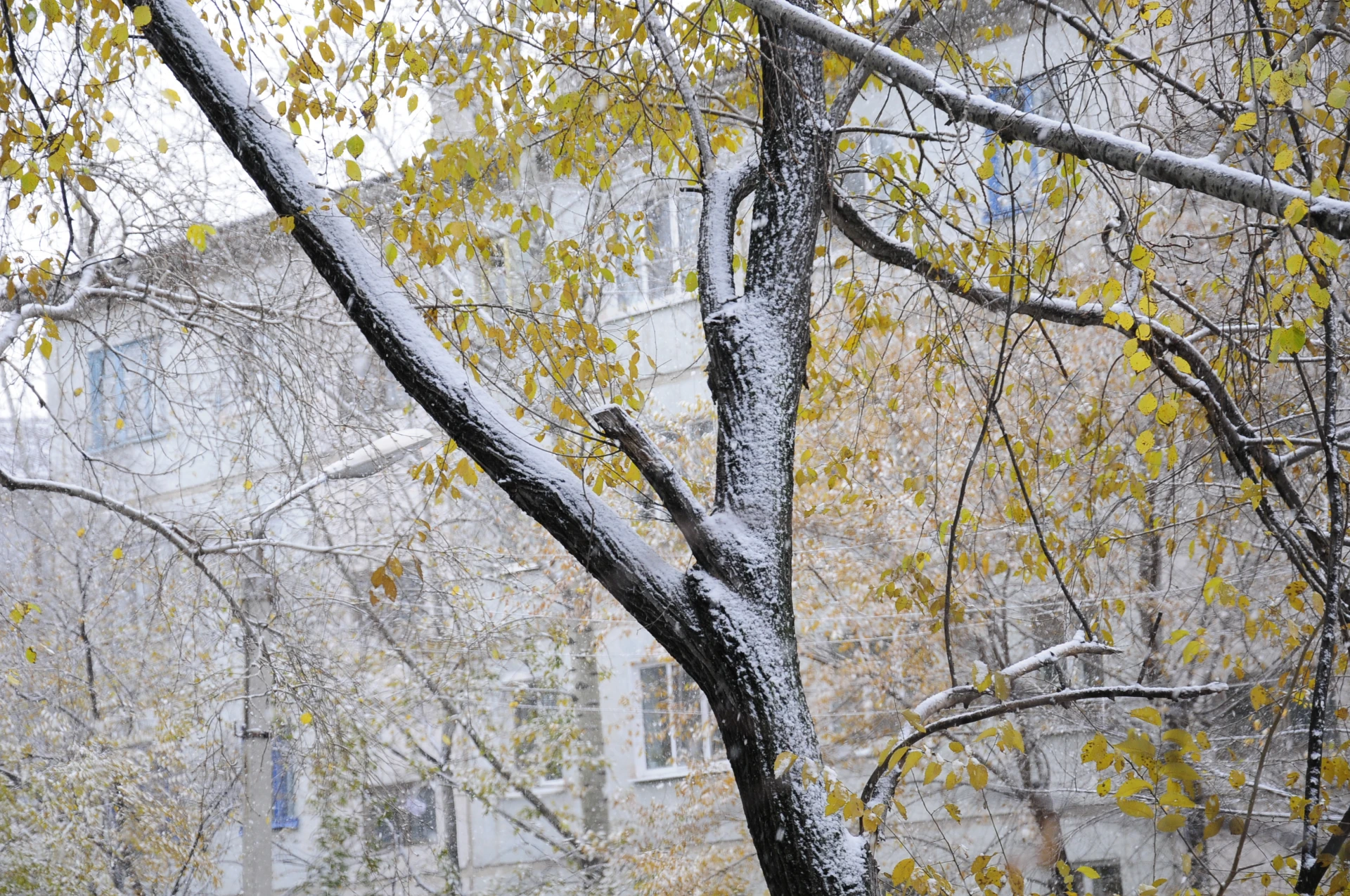 🌨️Рекордное тепло, а затем резкое похолодание со снегом и дождем ожидают в Приамурье