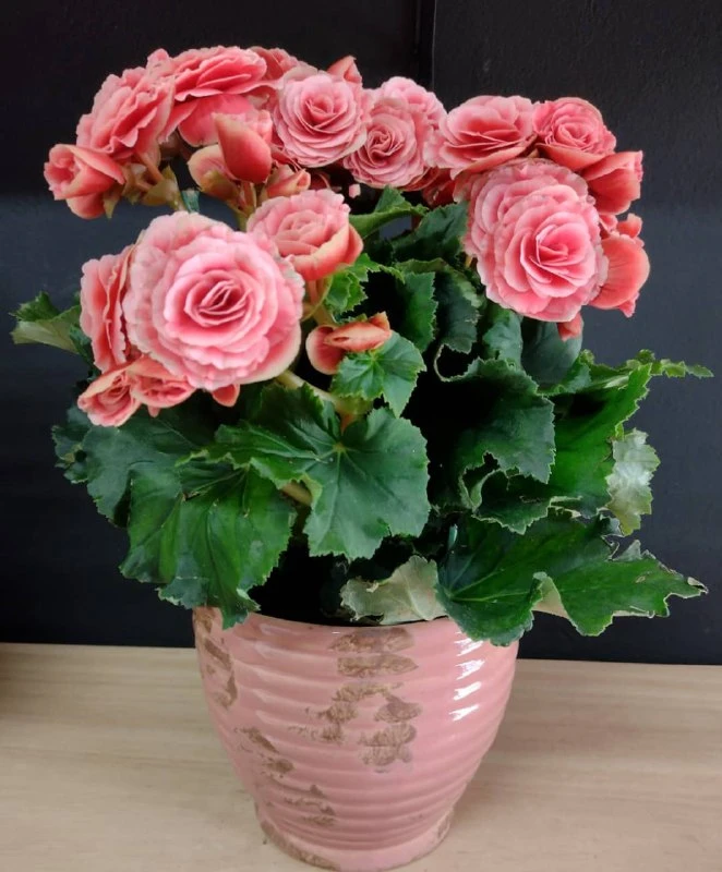 Бегония Элатиор — королева цветения 🌸