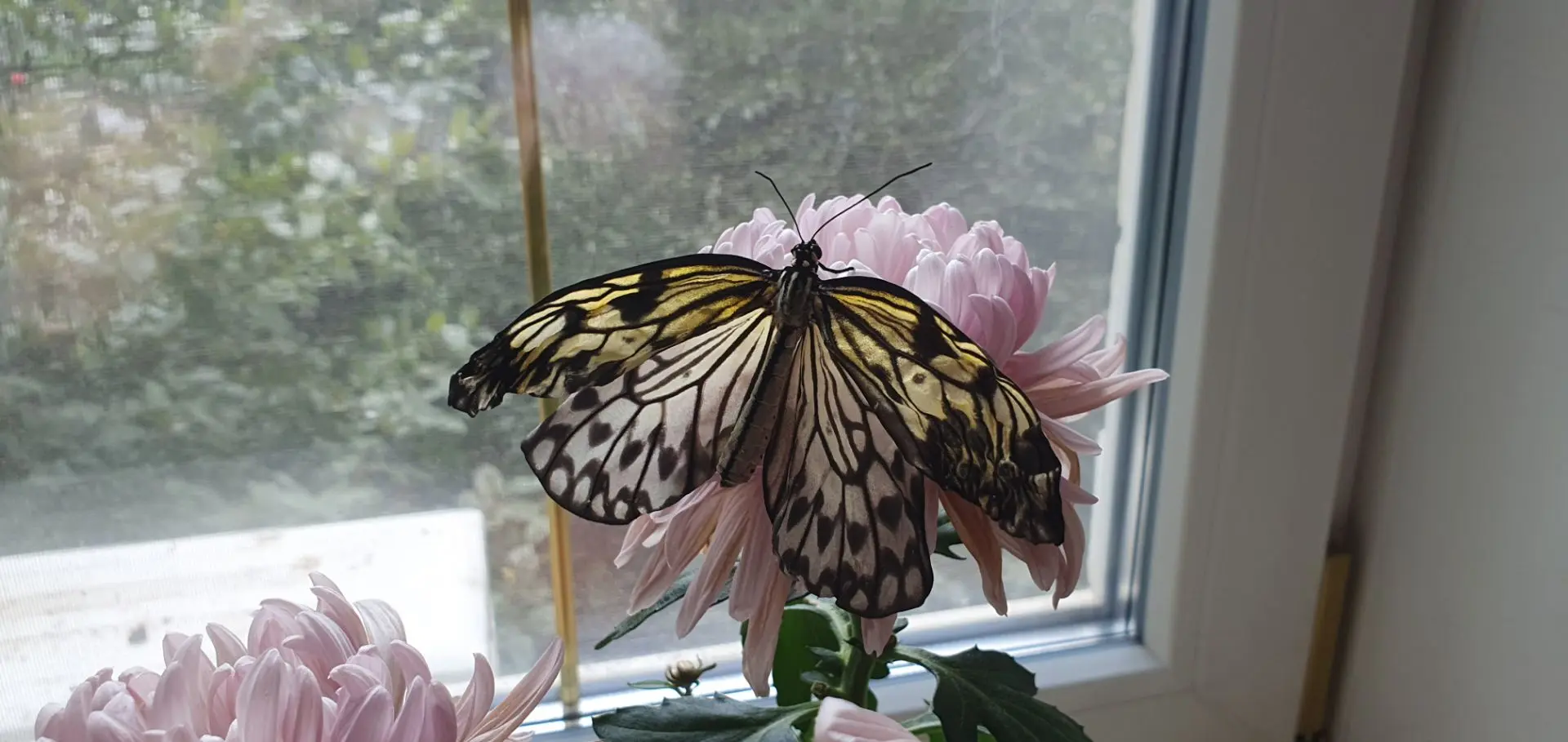 Насколько быстротечна жизнь можно наблюдать на примере жизни бабочки 🦋. Сначала она гу...