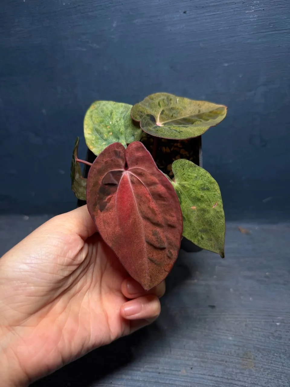 Антуриум RVDP x Orange spider (variegated selected)