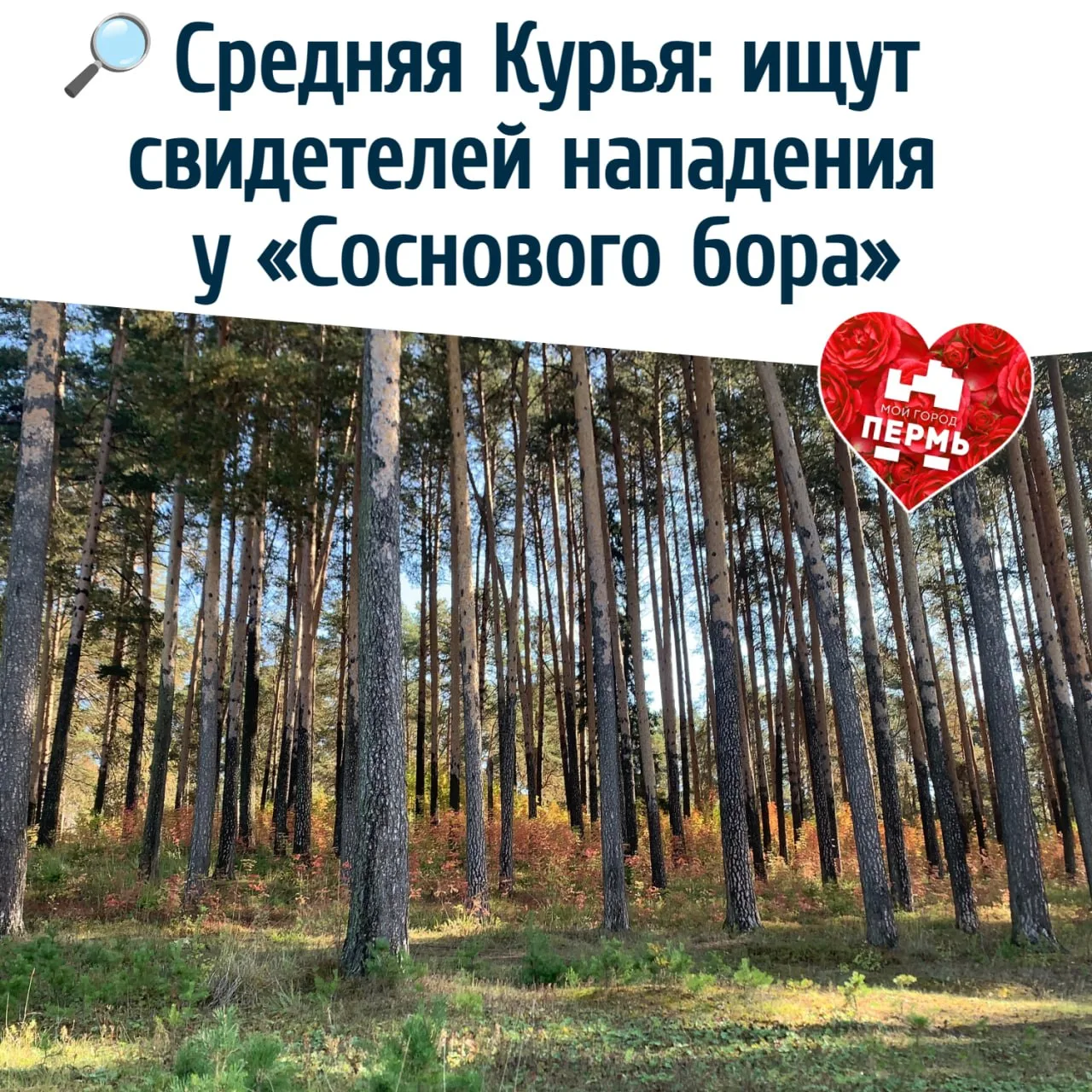 🔎 Средняя Курья: ищут свидетелей нападения у «Соснового бора»
